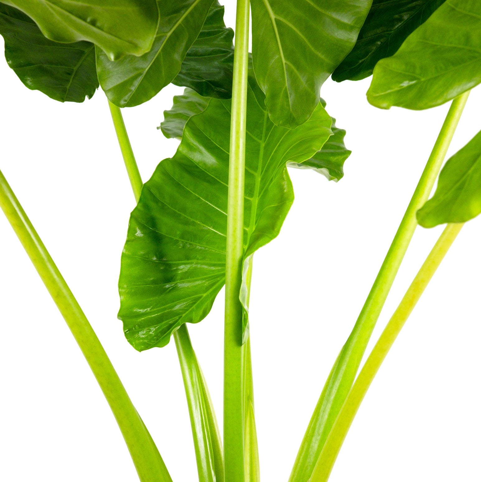 Close up of Alocasia Borneo Giant featuring tall, bright green sturdy stems supporting massive tropical leaves, ideal for showcasing the robust, architectural structure of this impressive plant.