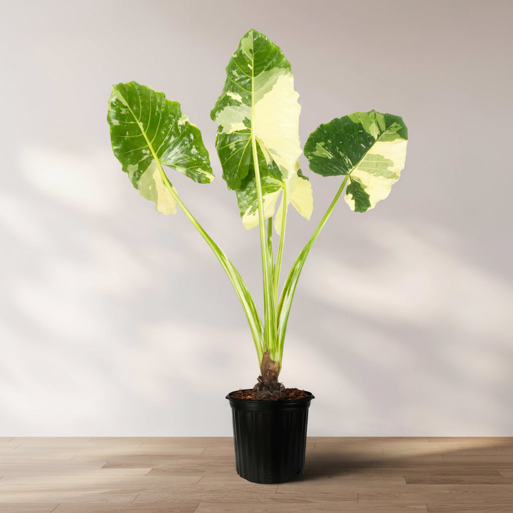 Alocasia Macrorrhiza Variegata in 5 gallon container with striking green and white variegated leaves and tall upright stems, ideal for bright indoor spaces and exotic tropical plant collections.