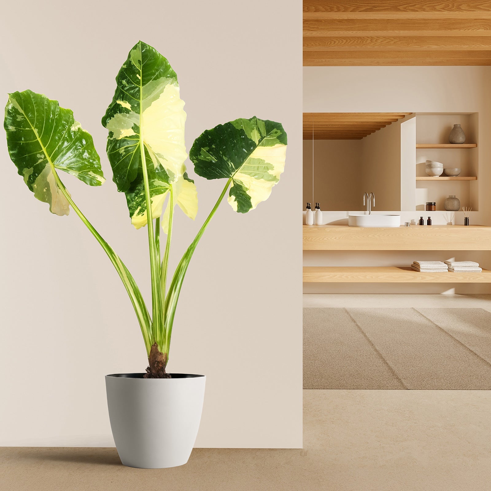 Alocasia Macrorrhiza Variegata in a white decorative planter with striking green and white variegated leaves and tall upright stems, ideal for bright indoor spaces and modern home decor.
