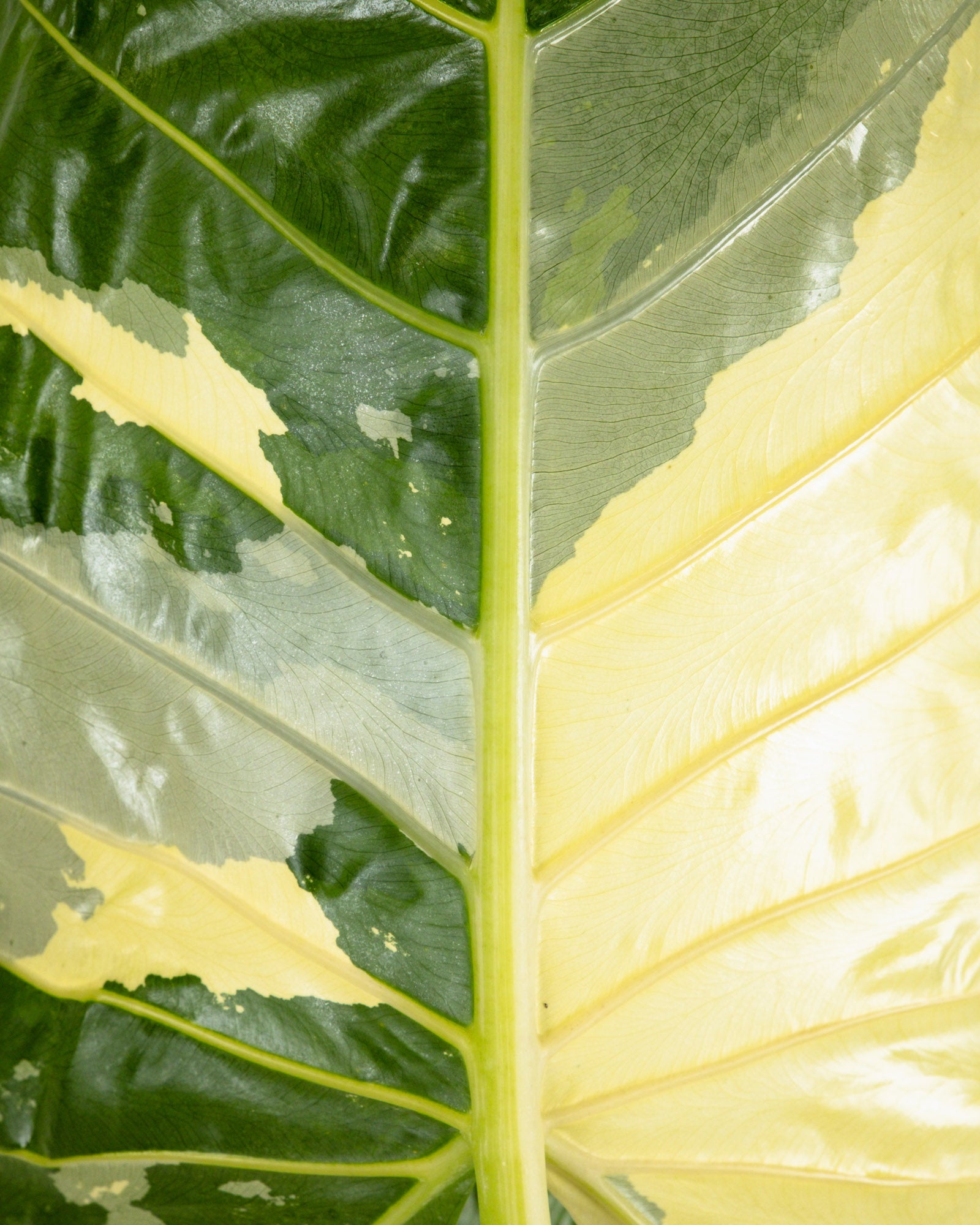 Alocasia Macrorrhiza Variegata, Collectors Rare And Exotic.
