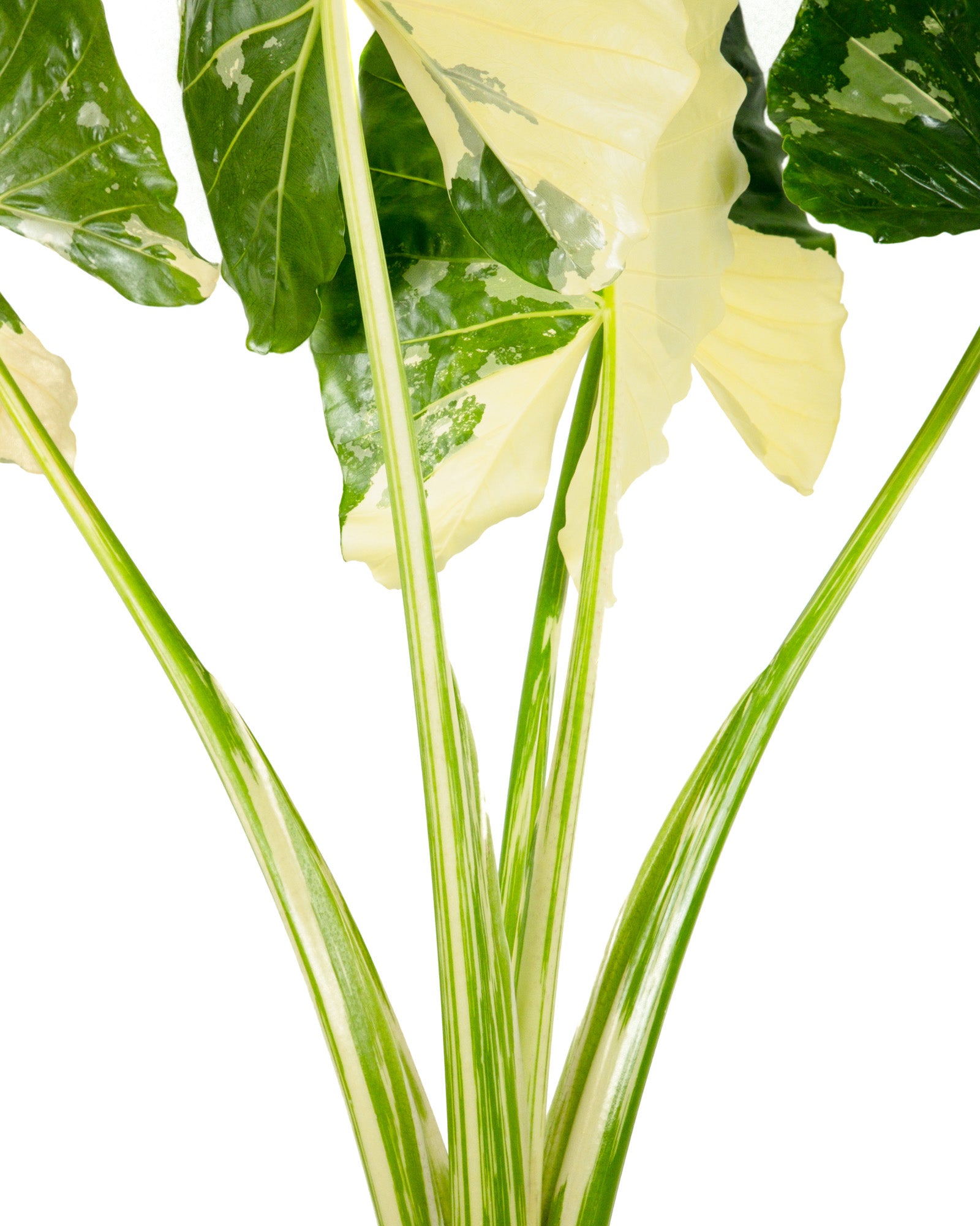 Alocasia Macrorrhiza Variegata, Collectors Rare And Exotic.