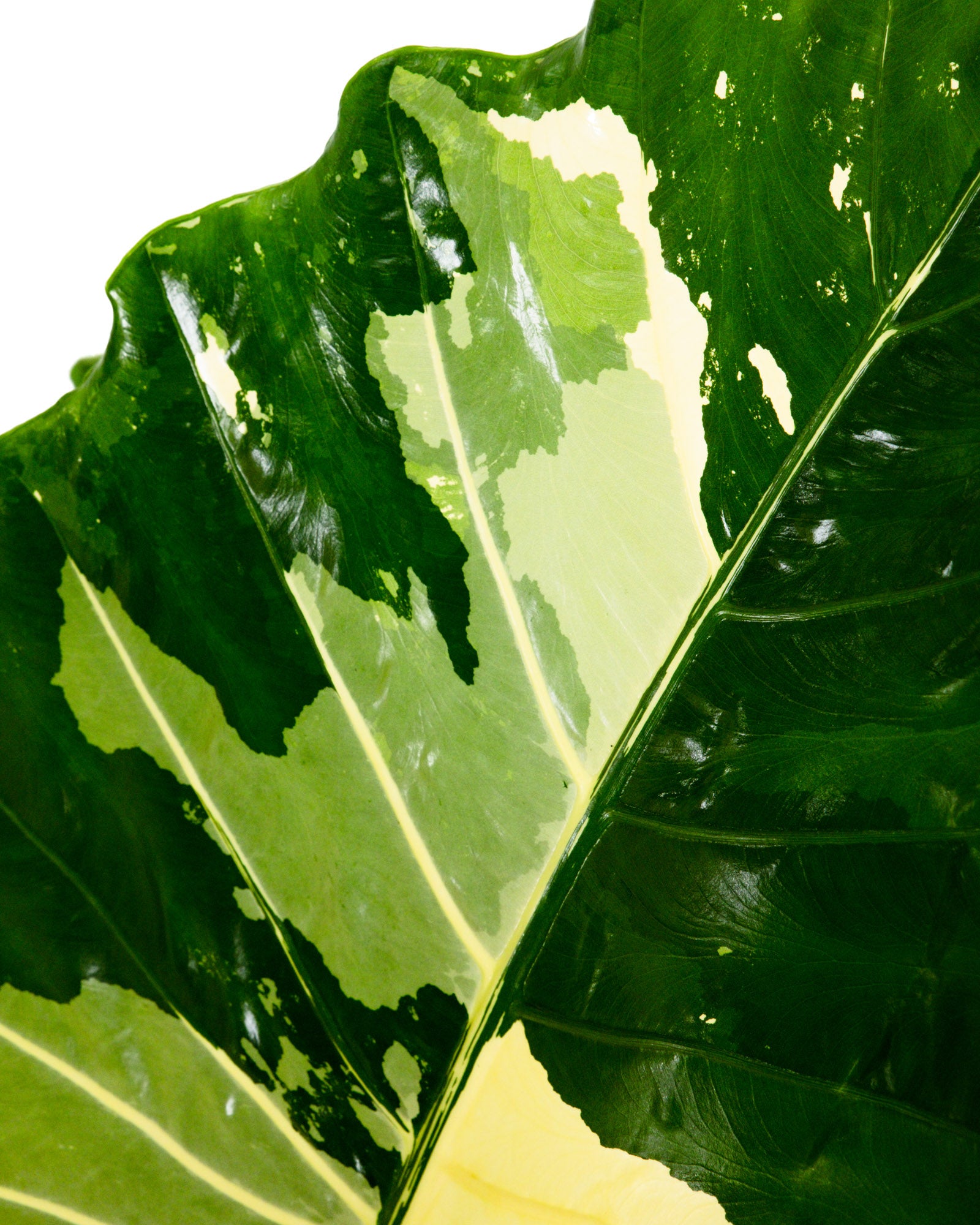 Alocasia Macrorrhiza Variegata, Collectors Rare And Exotic.