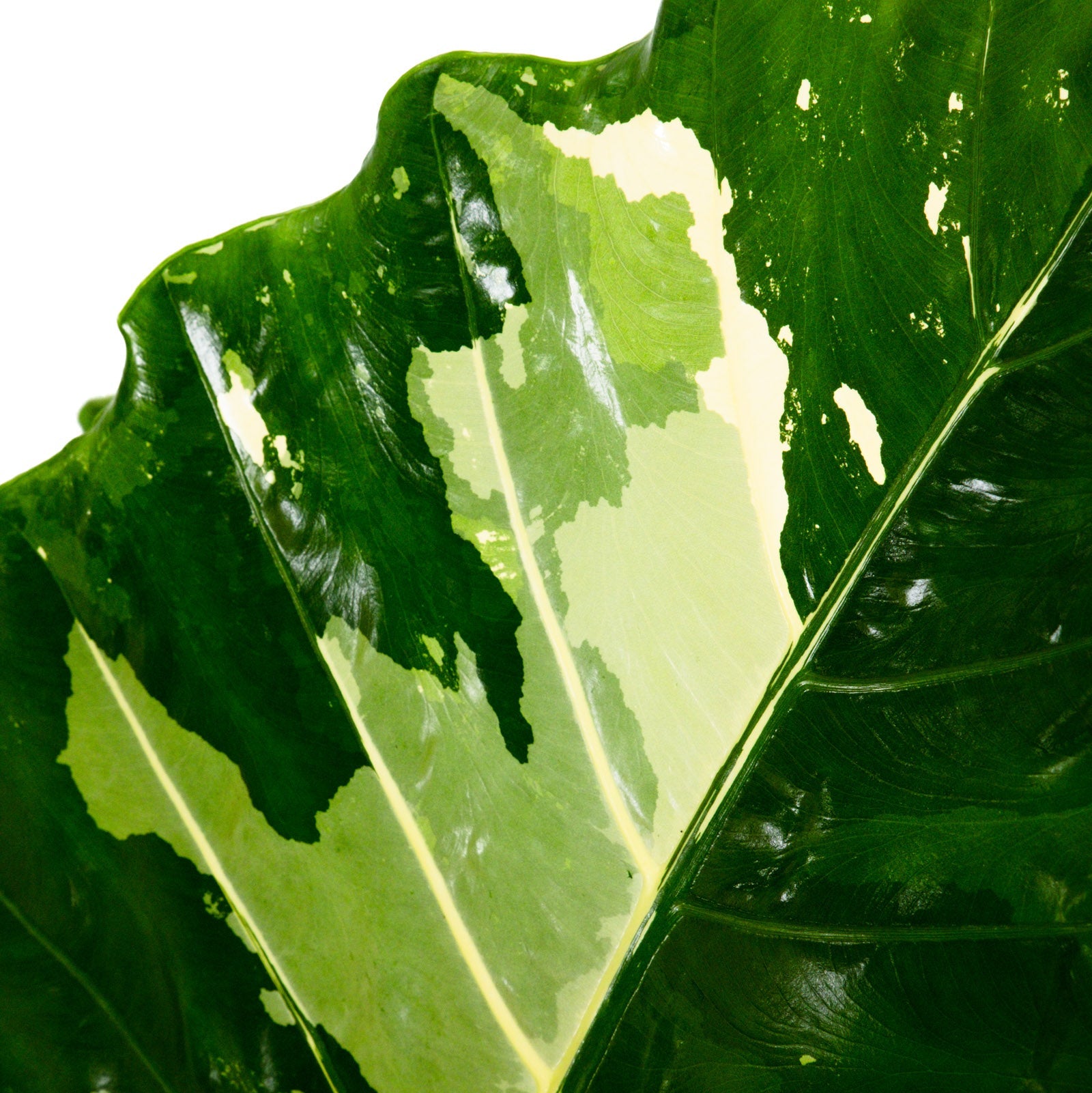 Close up of Alocasia Macrorrhiza Variegata foliage with striking green and white variegated leaves, ideal for adding an exotic tropical look to indoor plant collections.