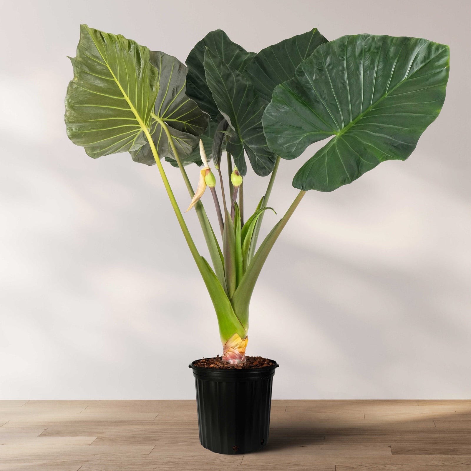 Alocasia Regal Shields in 5 gallon container featuring eye-catching dark green shield-shaped leaves with prominent light green veins and tall upright stems, ideal for bright indoor spaces and adding a bold tropical look to any plant collection.