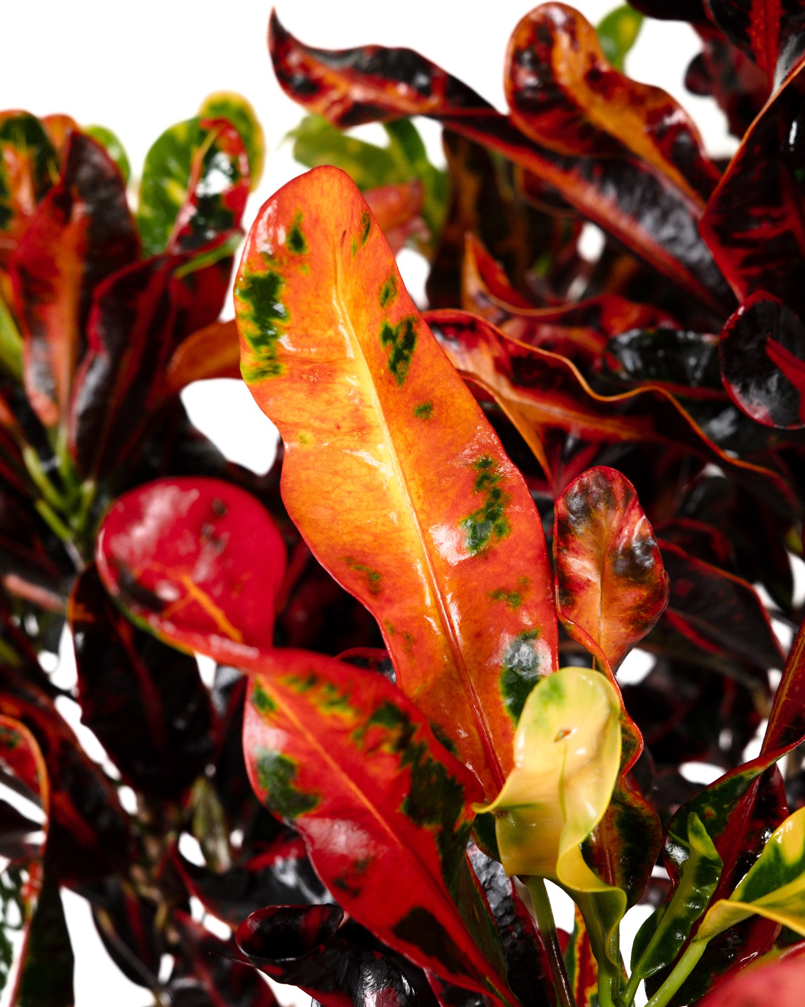 Croton Mammy Red, Mammey Live Tropical Plant Indoor or Outdoor