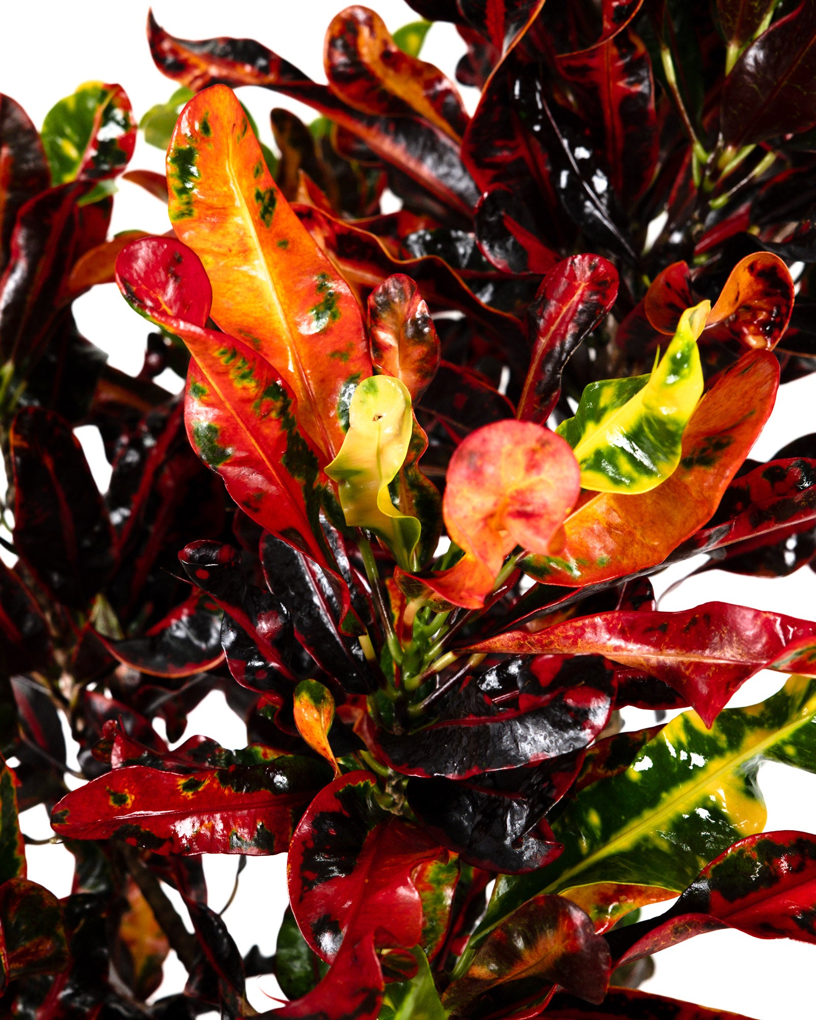 Croton Mammy Red, Mammey Live Tropical Plant Indoor or Outdoor