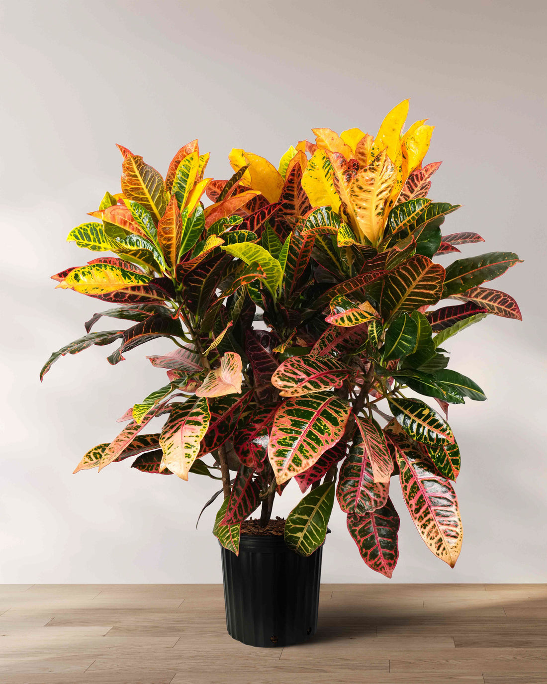 Croton Petra, Codiaeum Variegatum, Live Indoor Plant