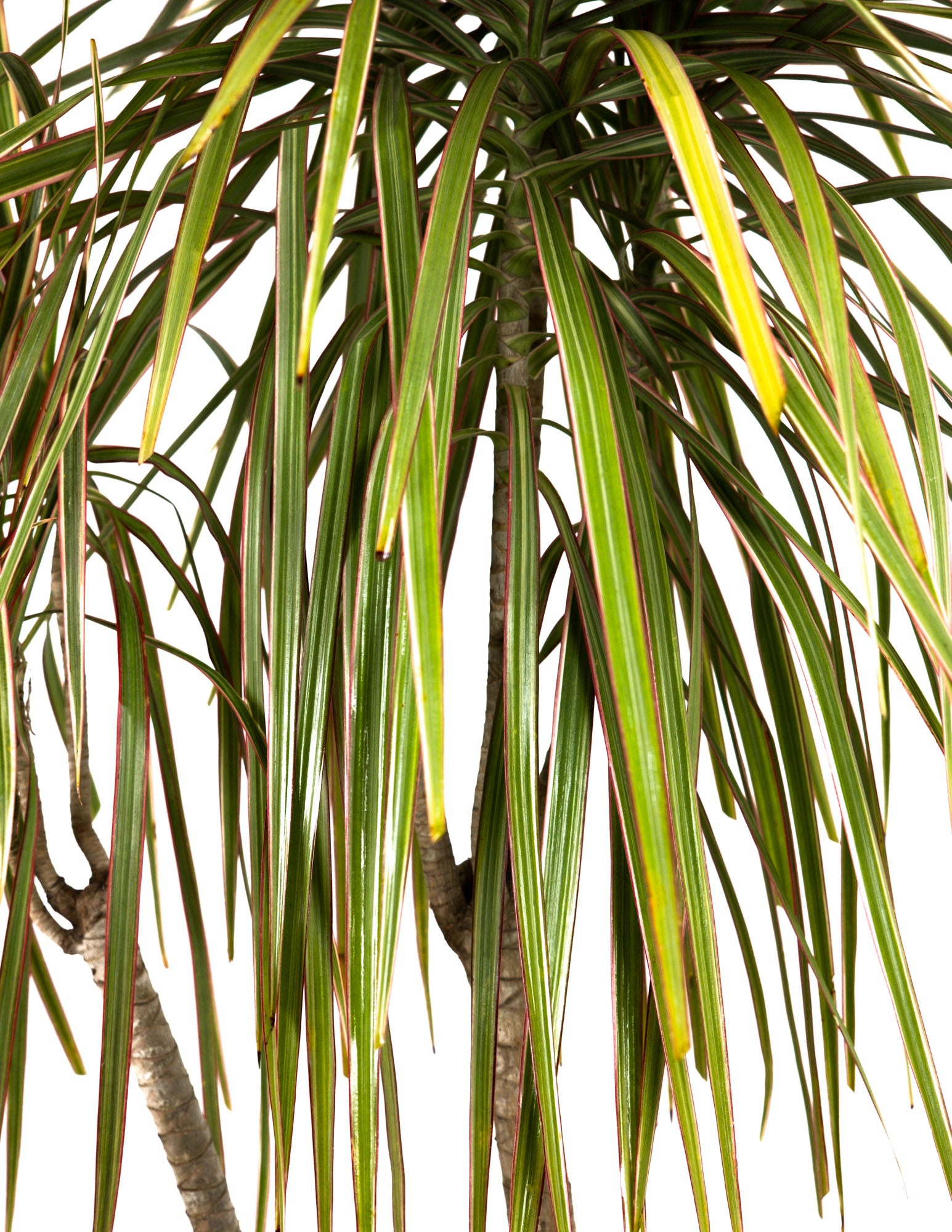 Dracaena Dragon Tree Bicolor, Tree Form