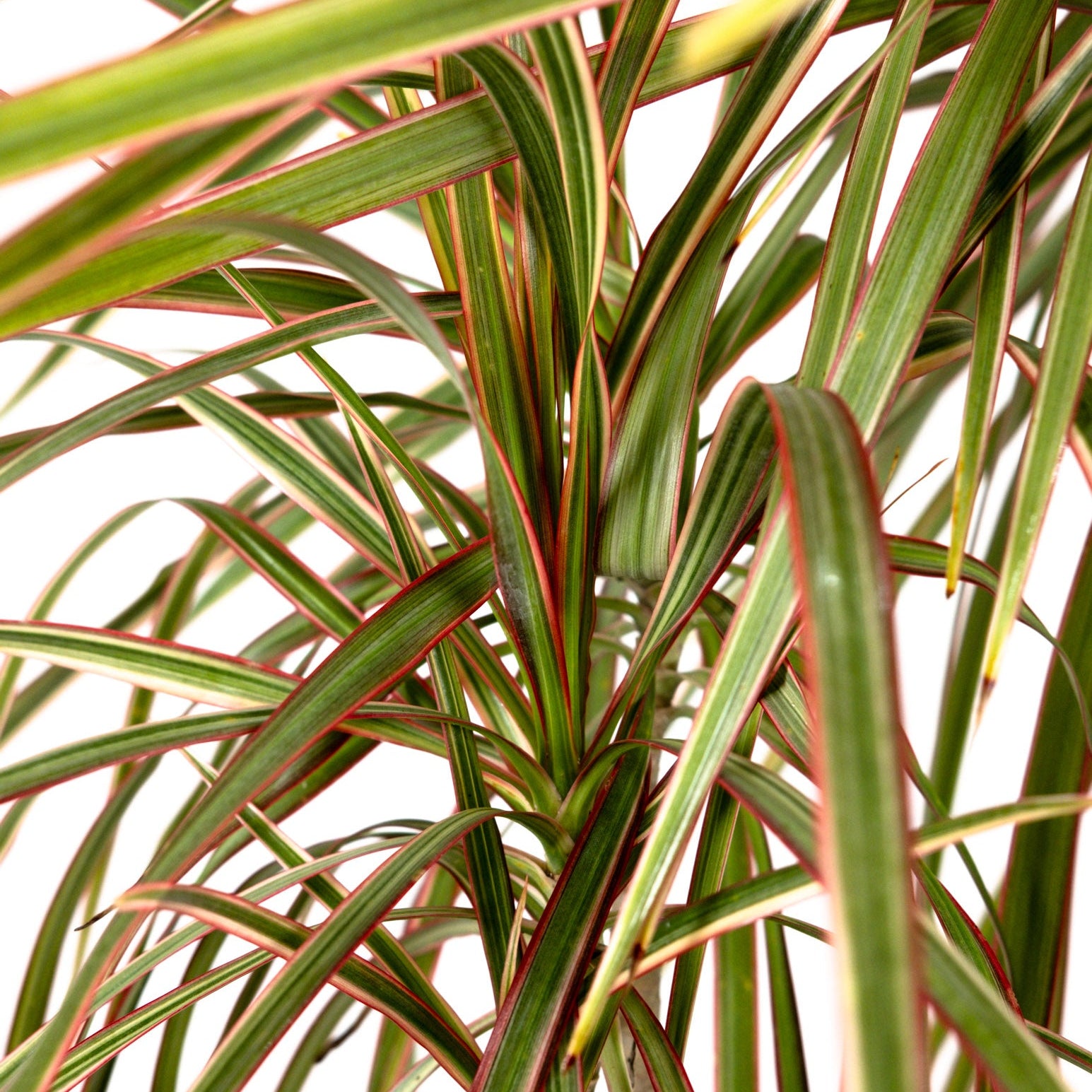 Close-up image of a mature Dracaena Dragon Tree Bicolor, Tree Form in a 3-gallon nursery pot for outdoor use to amplify tropical garden textures and borders.