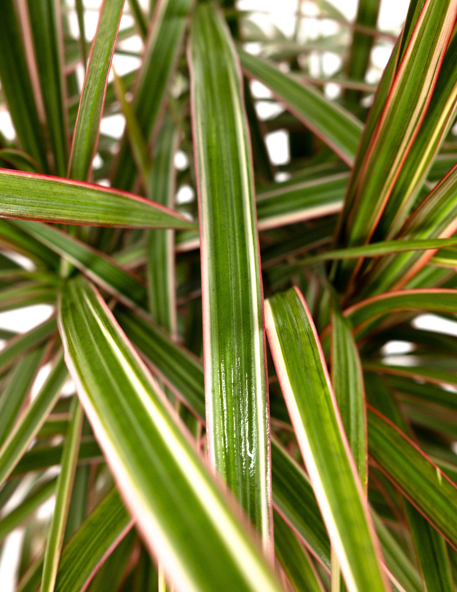 Dracaena Dragon Tree Bicolor, Tree Form