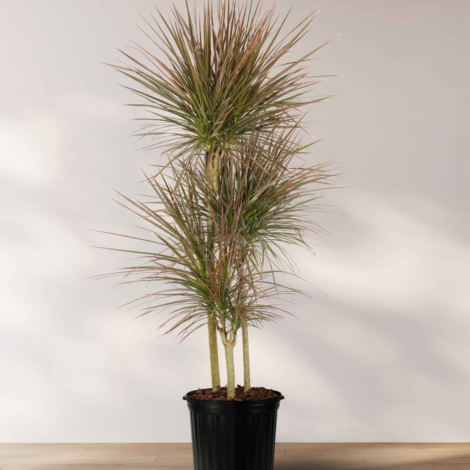 Mature Dracaena Dragon Tree Colorama, Tree Form in a 5-gallon nursery pot for indoor use to amplify a bright room corner or office space.