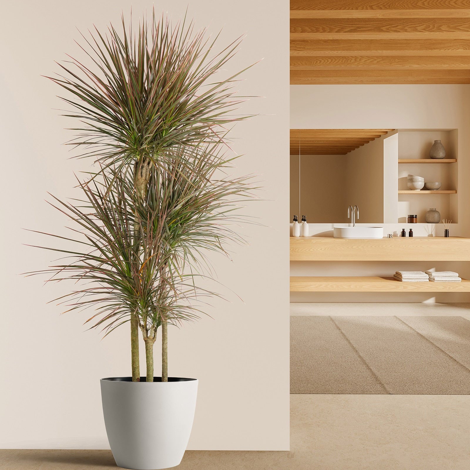 Full Grown Dracaena Dragon Tree Colorama, Tree Form in a 5-gallon decorative pot for indoor use to amplify a modern living room or entryway.