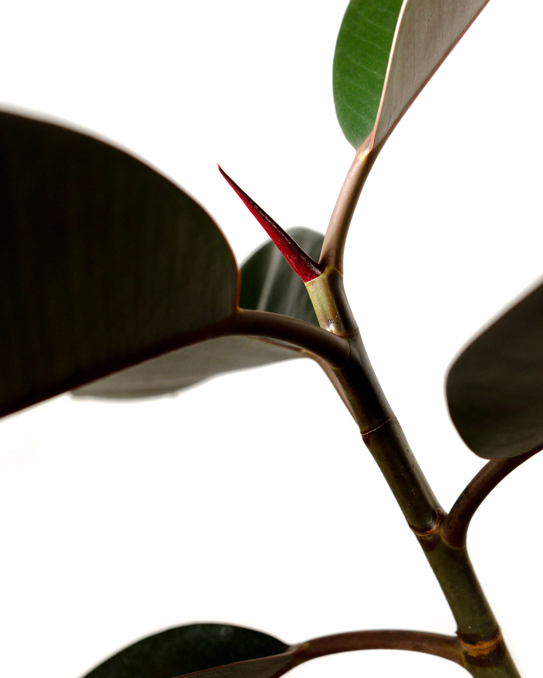 Braided Ficus Tree Form Multi Stem, Rubber Tree Close up view leaf