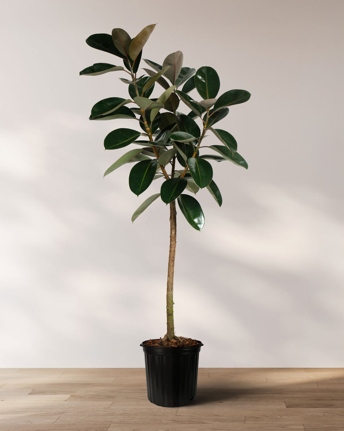 Ficus Burgundy Tree Form Single Stem, Rubber Tree