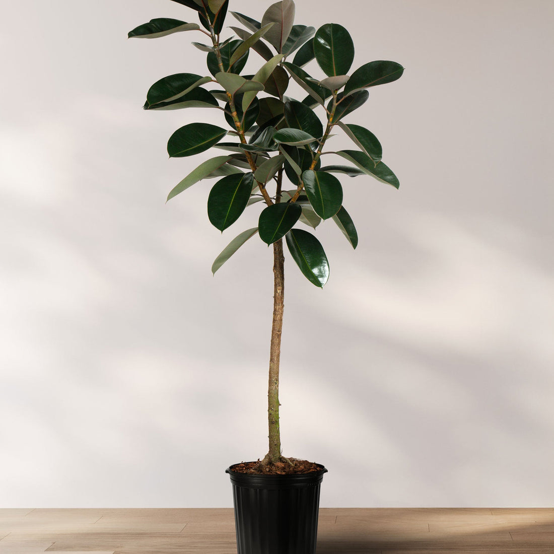 Ficus Burgundy Tree Form Single Stem, Rubber Tree in a 7 gallon black nursery grower pot, prominently featuring a clear single trunk and a canopy of large, glossy dark green and burgundy leaves, positioned against a minimal light wall on a wooden floor, showcasing its elegant tree form and striking foliage.