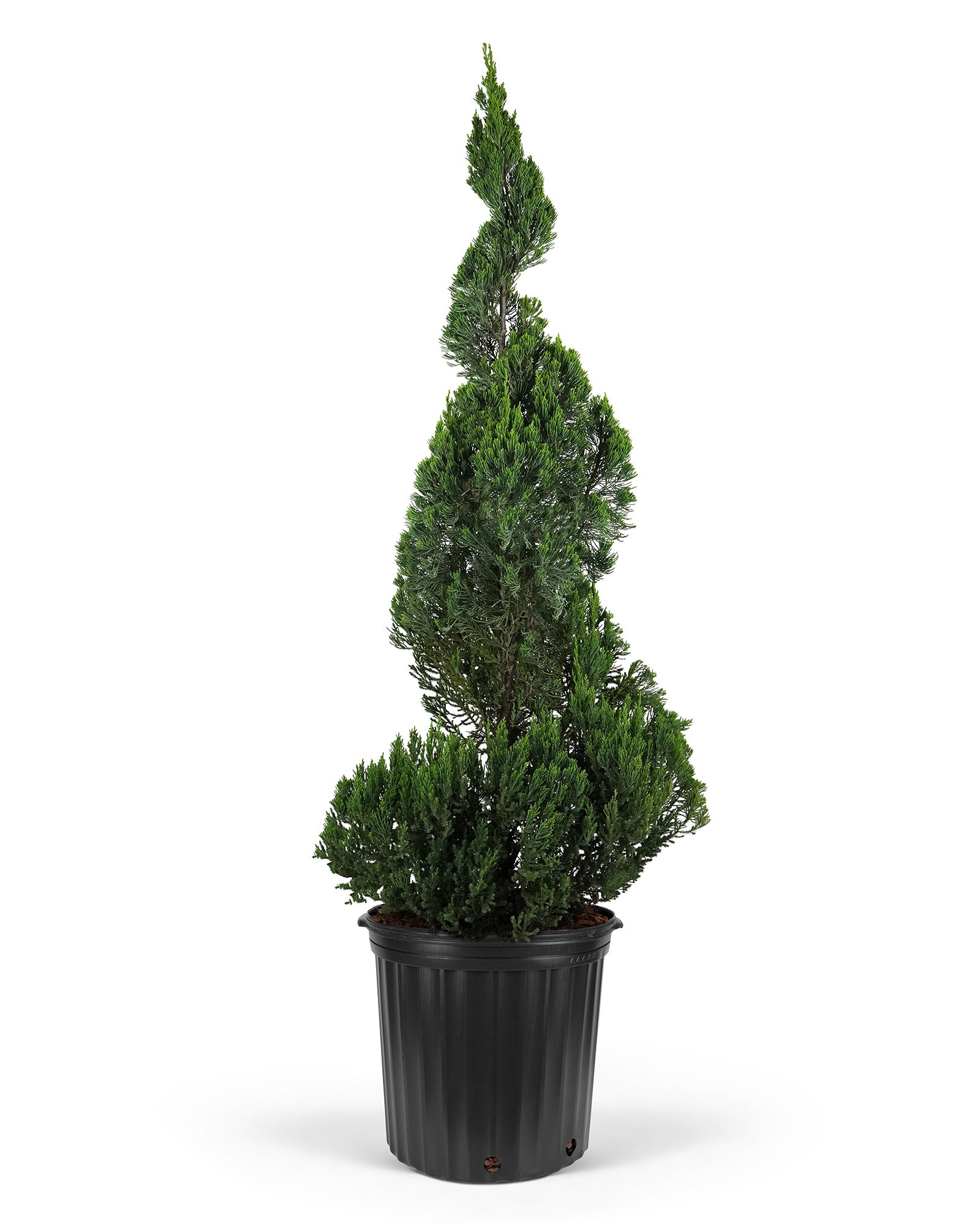 Topiary Trees, Spiral Tree Form Blue Point Juniper
