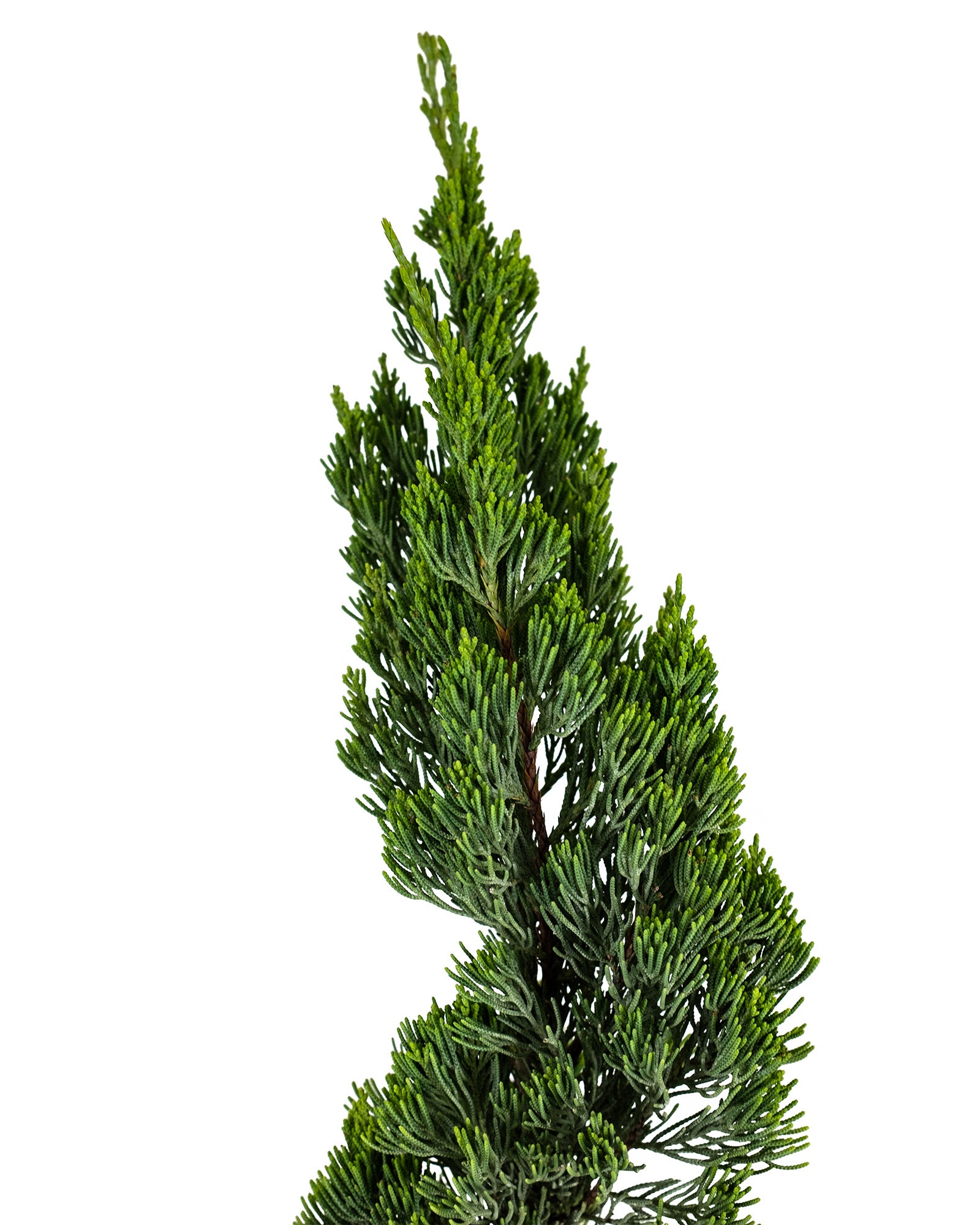 Topiary Trees, Spiral Tree Form Blue Point Juniper