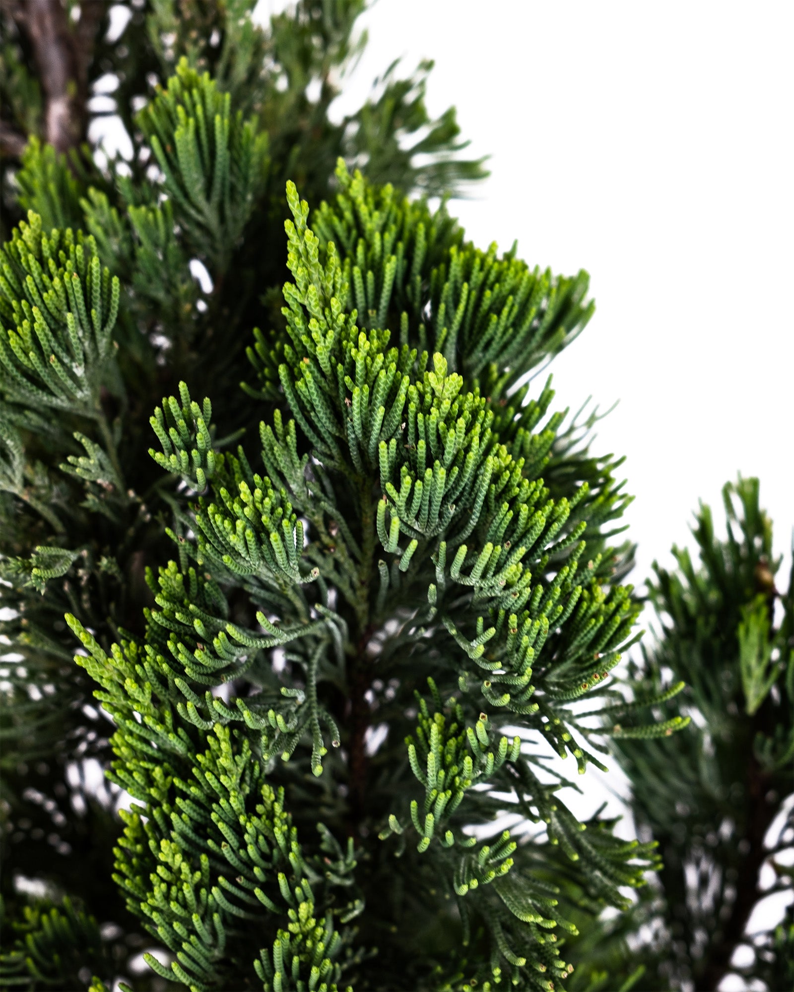 Topiary Trees, Spiral Tree Form Blue Point Juniper
