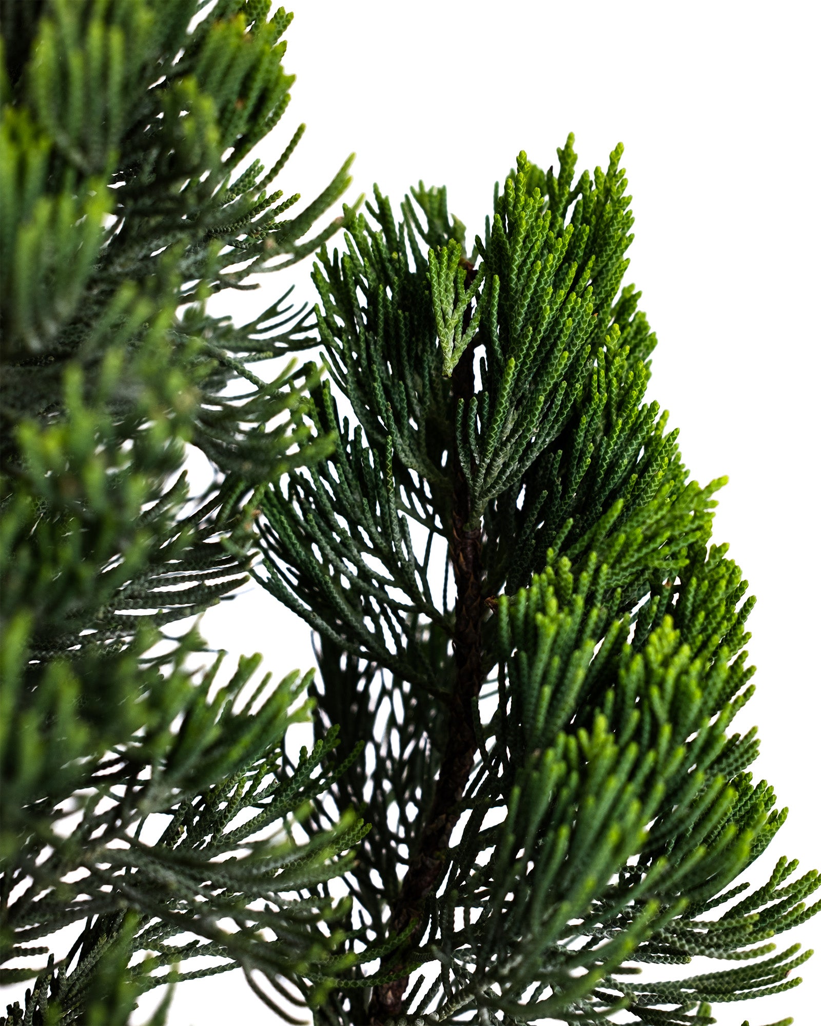 Topiary Trees, Spiral Tree Form Blue Point Juniper