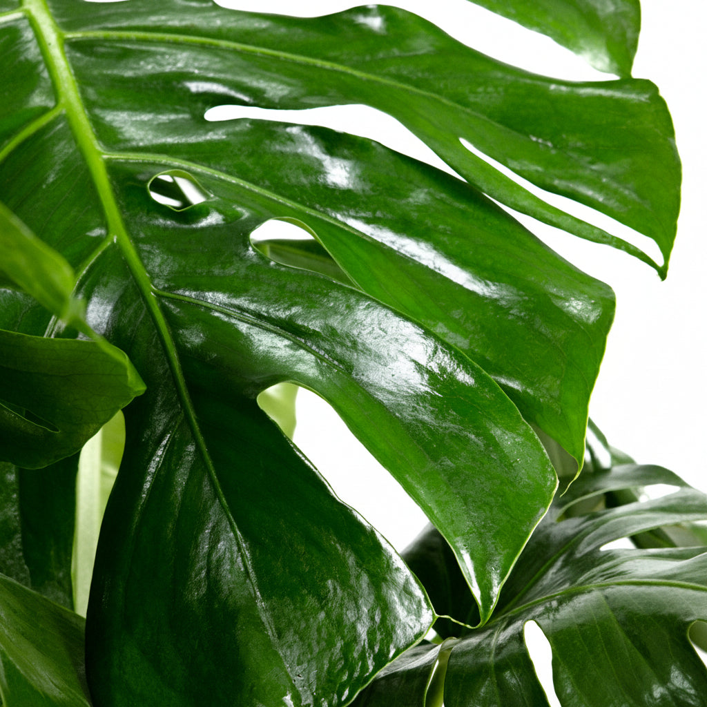 Close up of Monstera Deliciosa, Swiss Cheese leaves with large, glossy green splits and dense tropical texture
