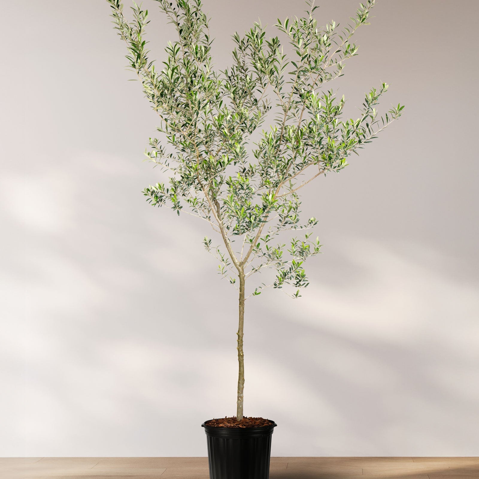 A potted Arbequina Olive Tree (Olea europaea) with a slender trunk and a full, lush canopy of small, silvery-green leaves, styled in a warm, modern living room with a beige sofa, yellow accent pillows, and a minimalist wooden coffee table.