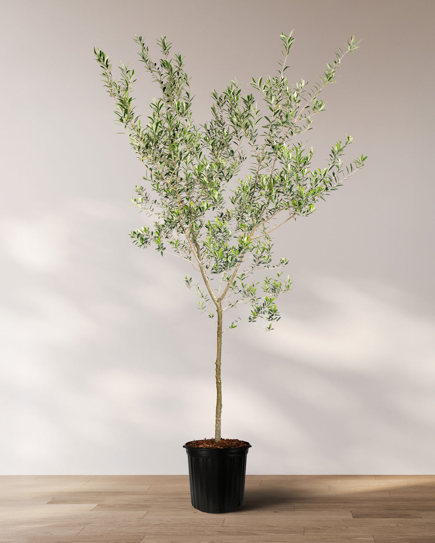 Arbequina Olive Tree Olea Europaea