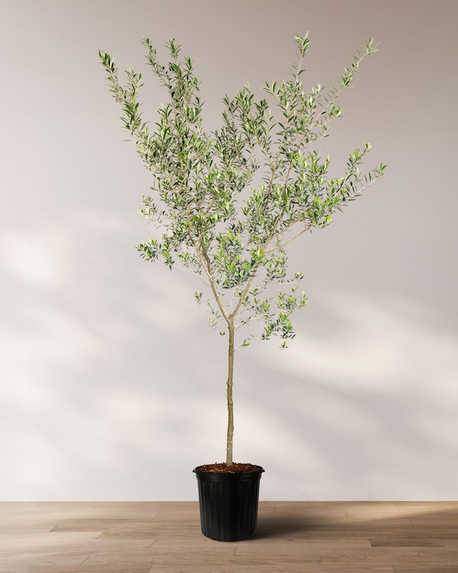 Arbequina Olive Tree Olea Europaea