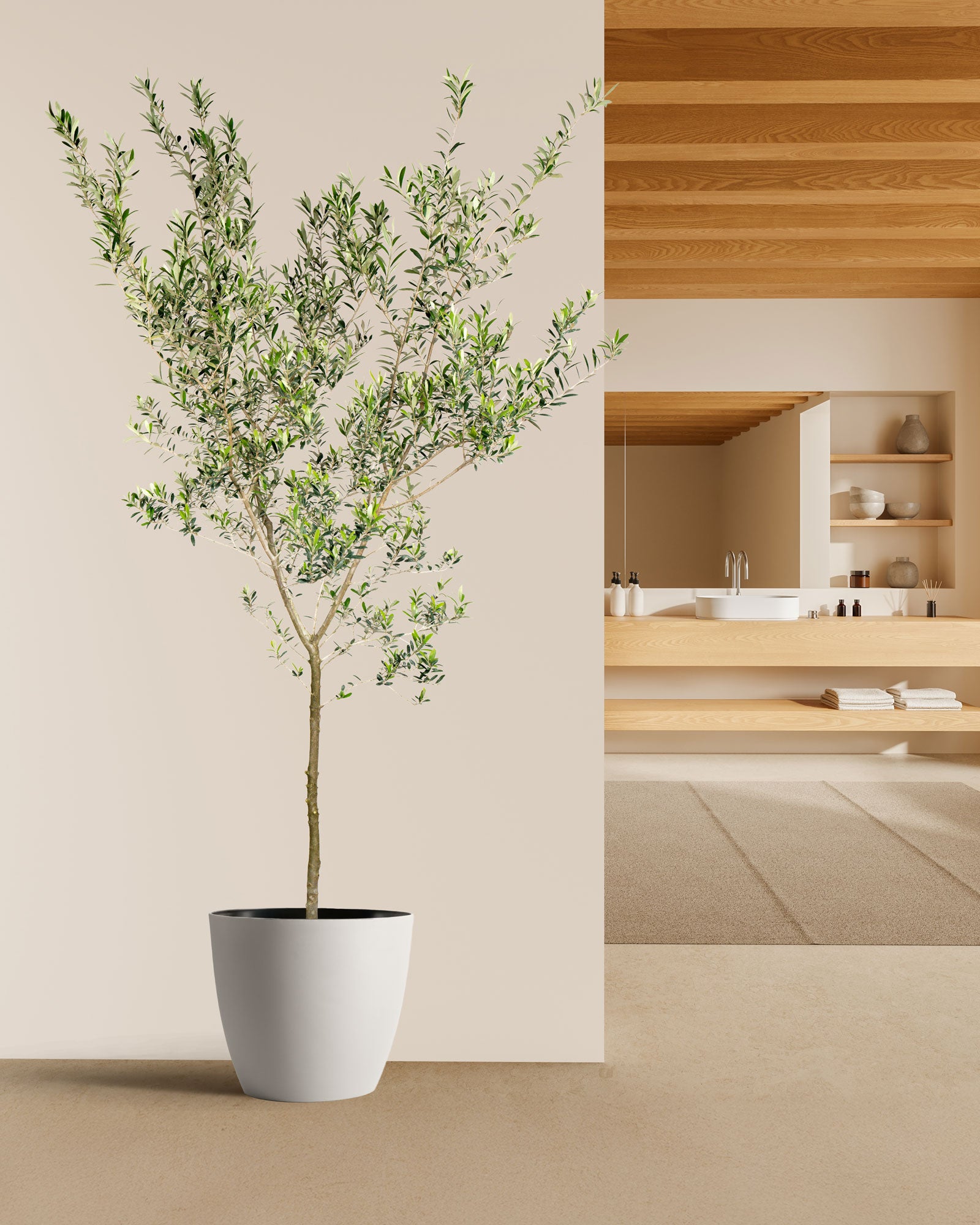 Greek Olive Tree Koroneiki, Olea European Olive