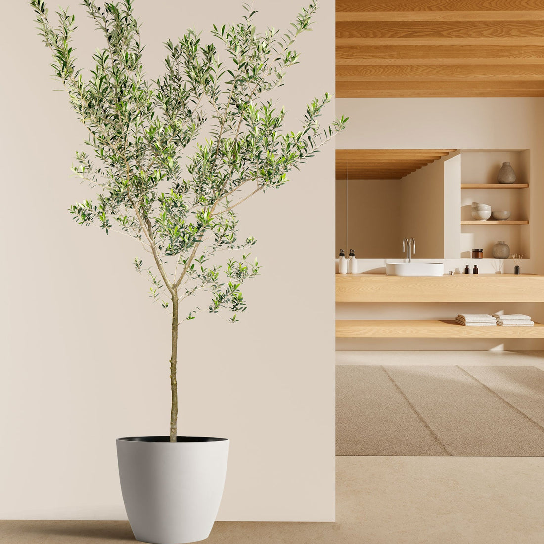 A potted Arbequina Olive Tree (Olea europaea) with a slender trunk and a full, lush canopy of small, silvery-green leaves, presented on a wooden surface against a neutral background.