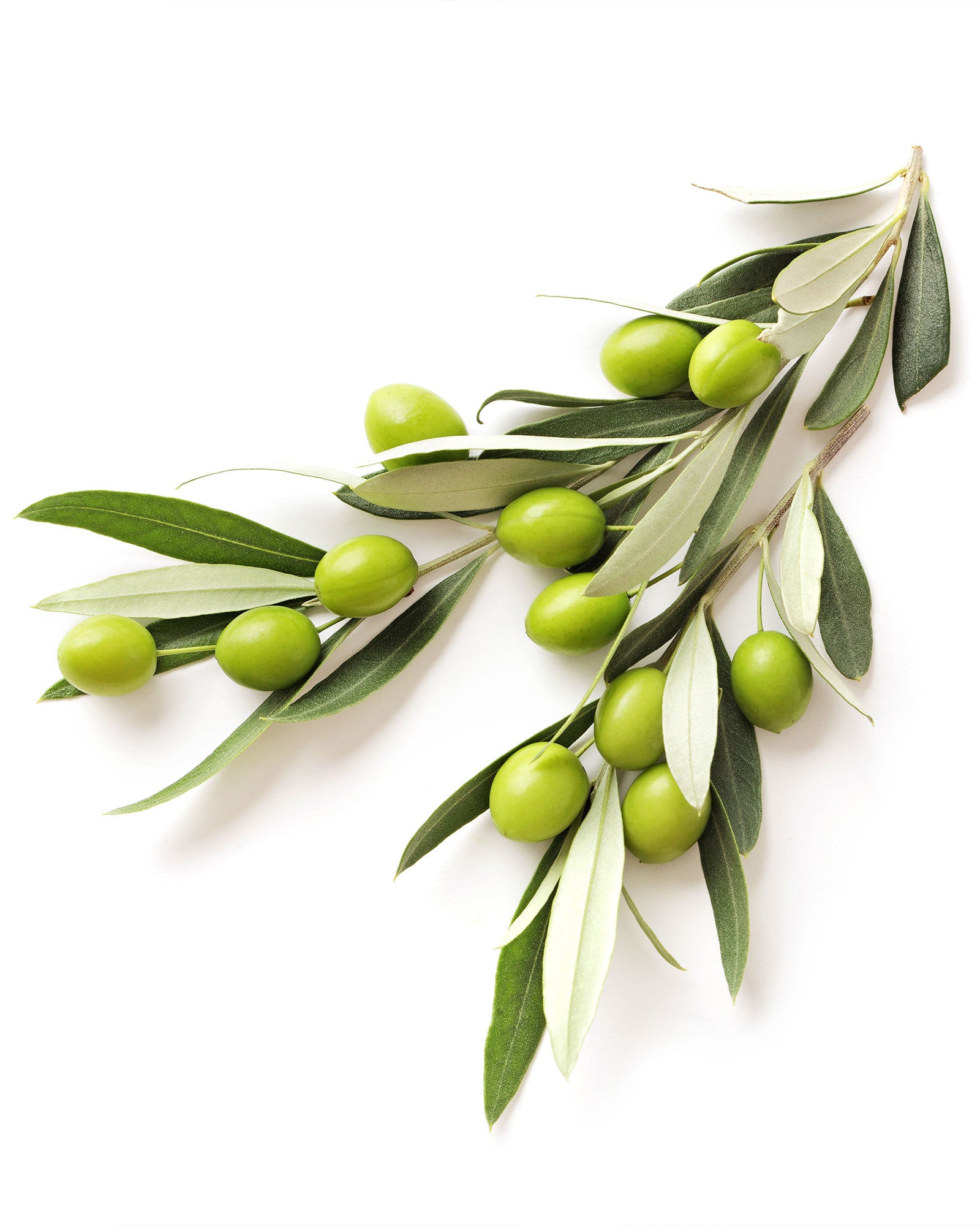 Arbequina Olive Tree Olea Europaea
