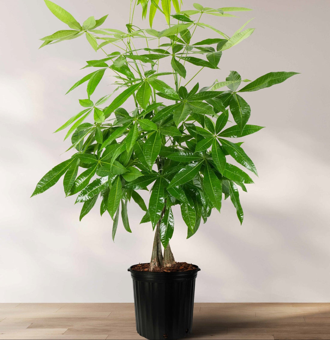 Full Grown Money Tree Braided, Tree Form, Pachira Aquatica, Good Luck Tree in a 5-gallon nursery pot for indoor use to amplify living spaces or empty room corners.