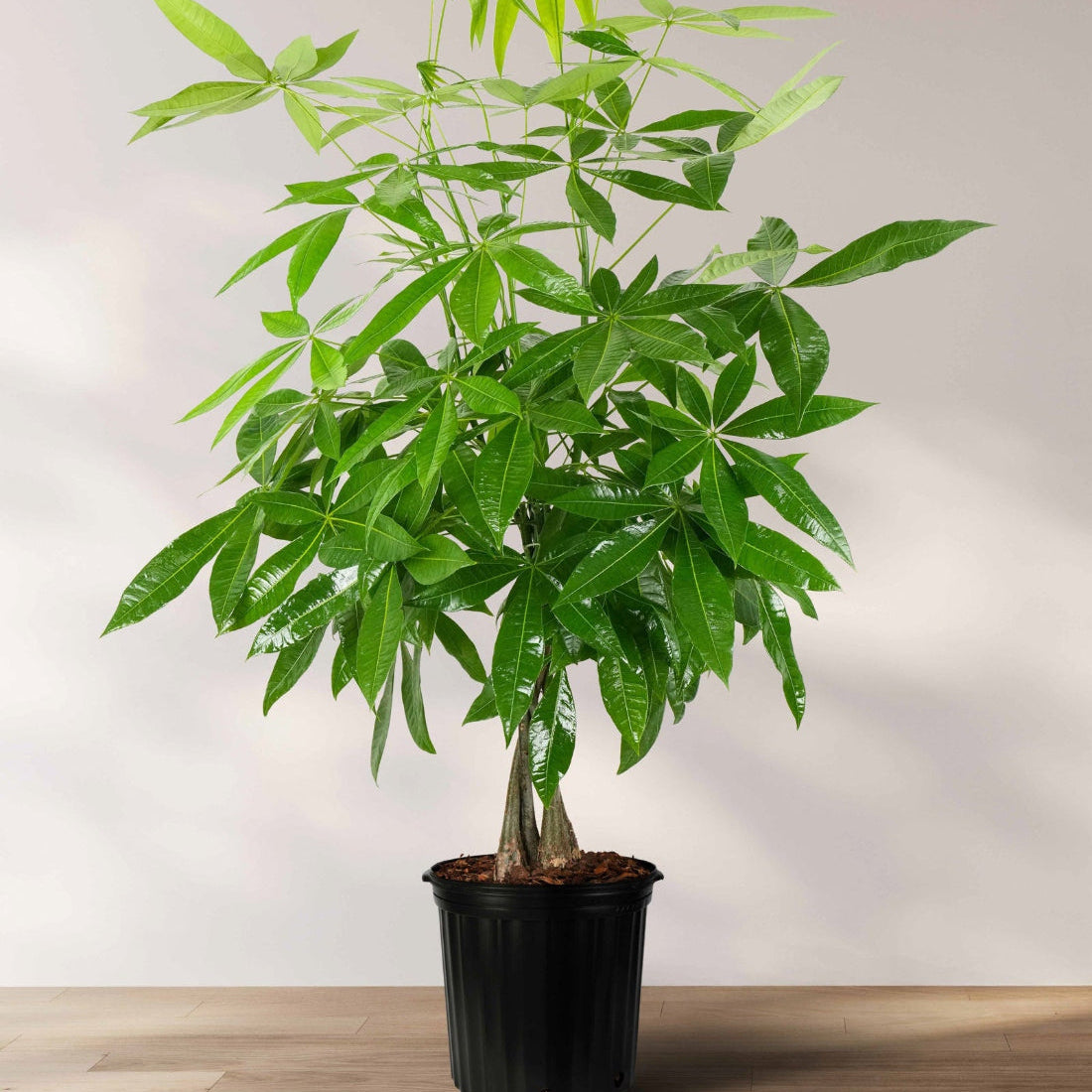 Full Grown Money Tree Braided, Tree Form, Pachira Aquatica, Good Luck Tree in a 5-gallon nursery pot for indoor use to amplify living spaces or empty room corners.
