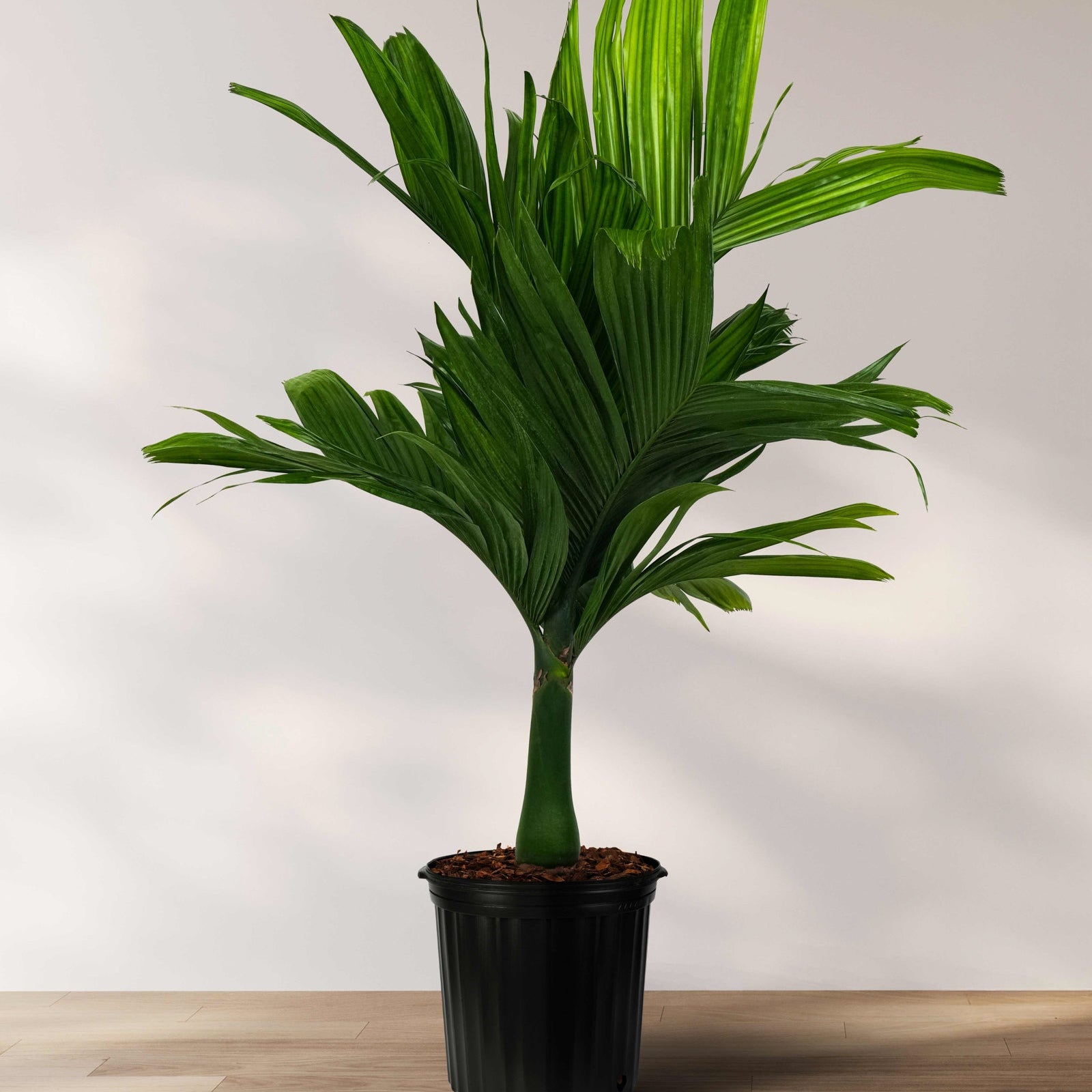 Areca Catechu &