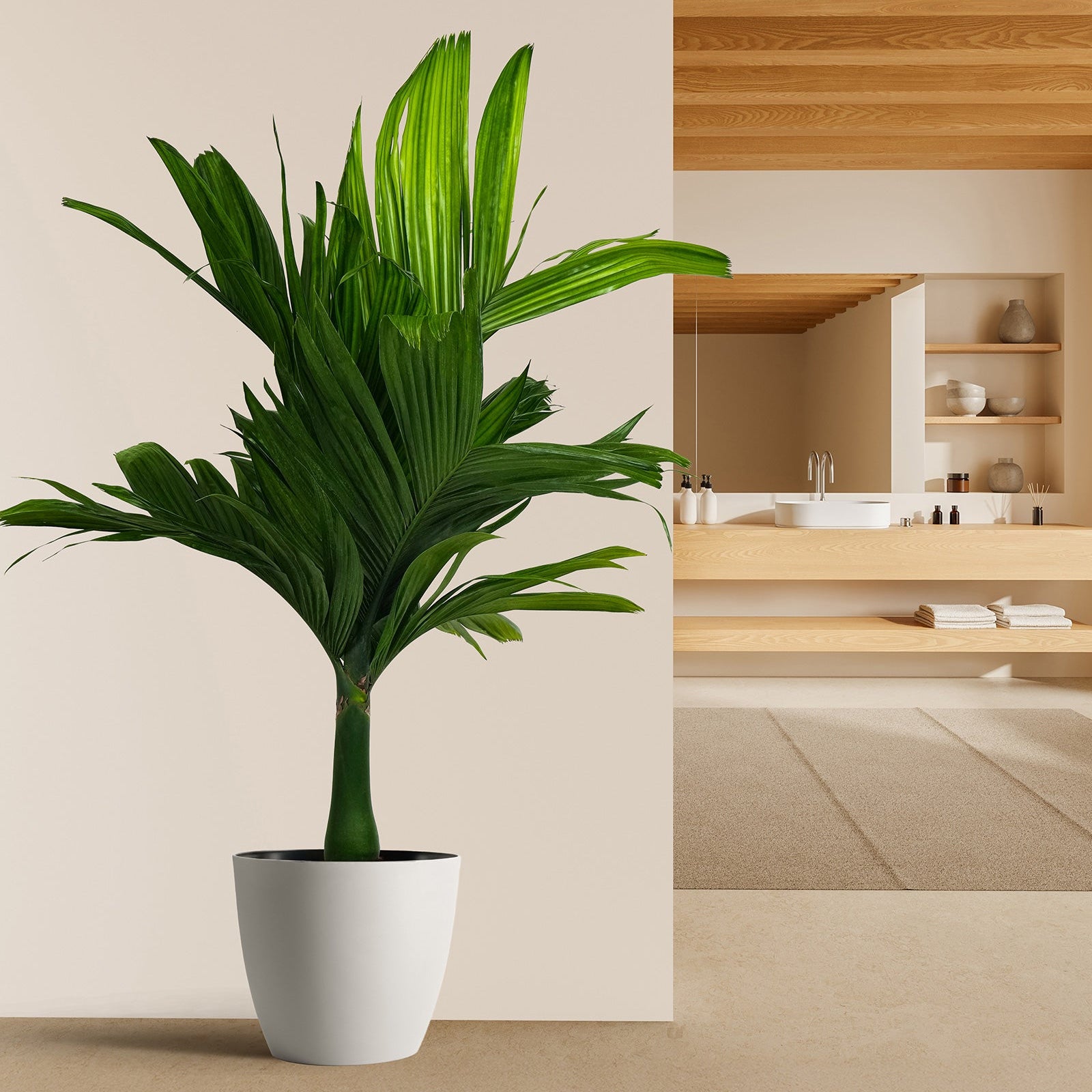 Areca Catechu &
