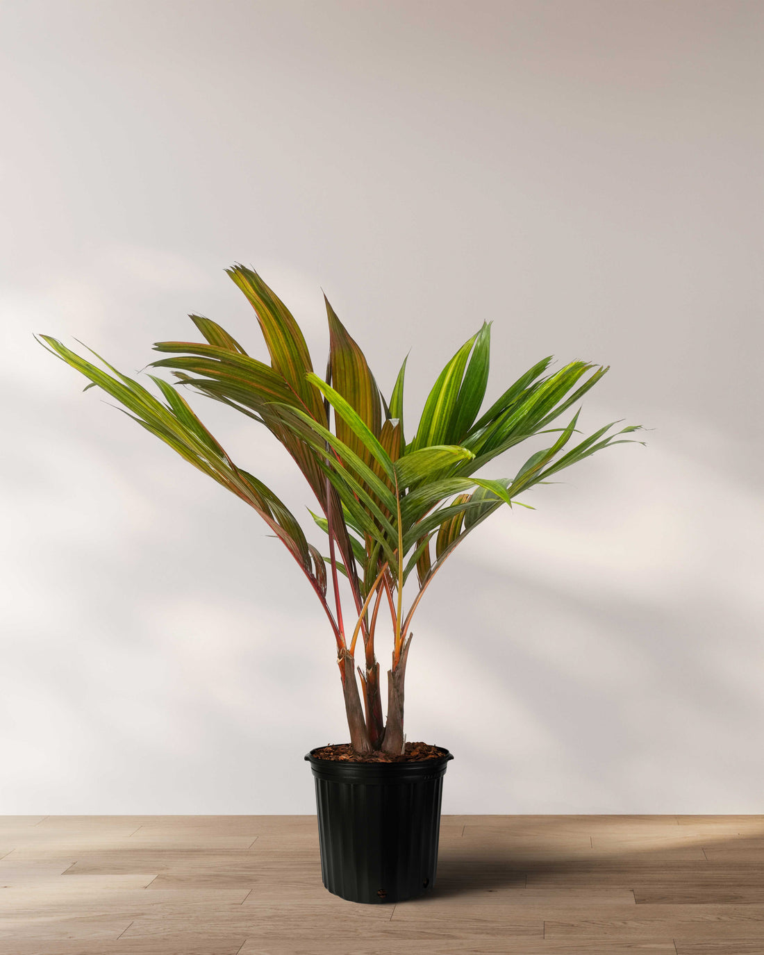 Areca Vestiaria, Red Crownshaft Palm, Rare and Exotic