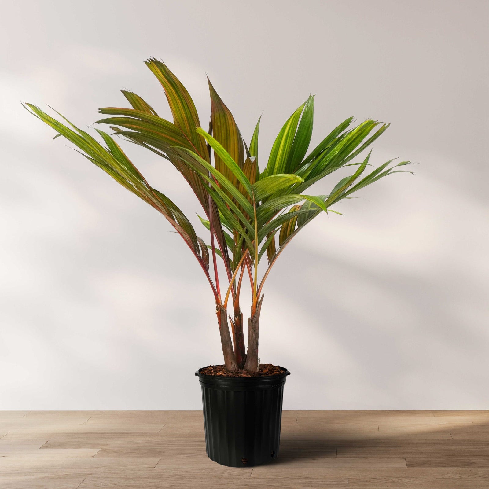 Areca Vestiaria, Red Crownshaft Palm, Rare and Exotic in a 2gal pot with white back drop