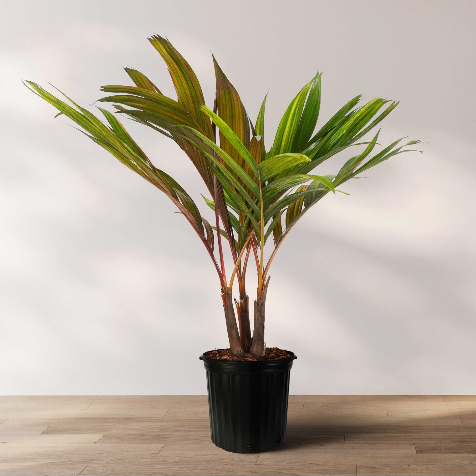 Front view of Areca Vestiaria palm showing orange-red trunk and wide green fronds in black nursery pot on light background
