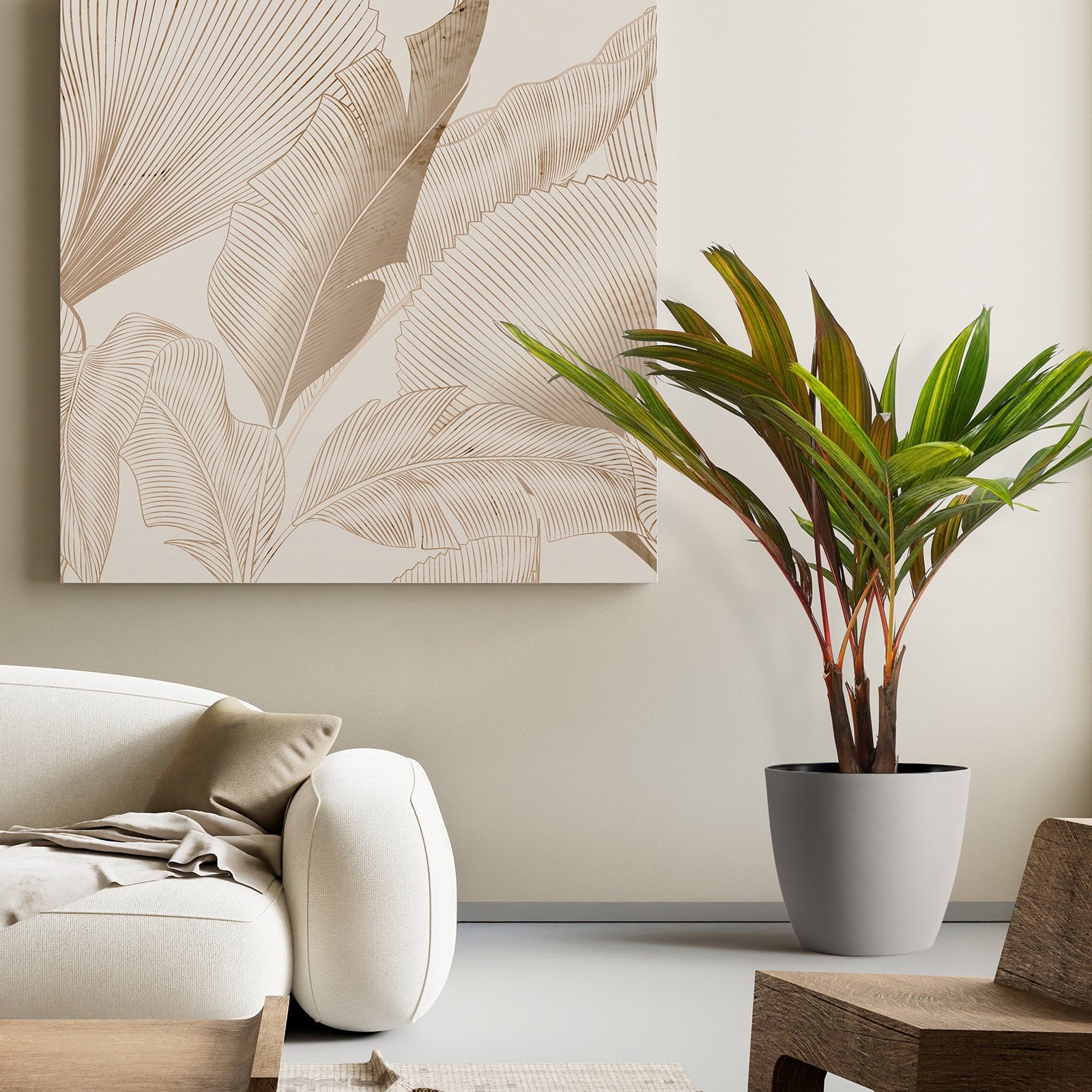 Areca Vestiaria, Red Crownshaft Palm, Rare and Exotic in a white deco pot inside living room
