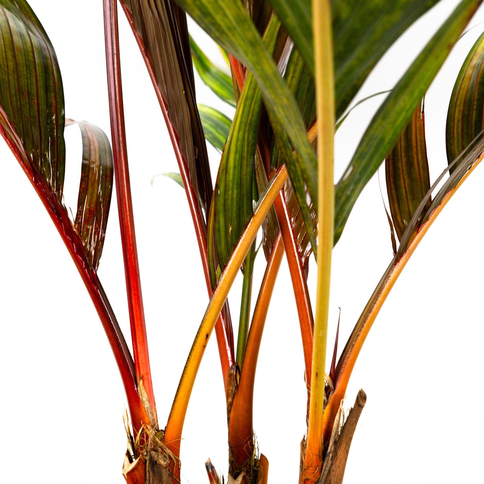 Areca Vestiaria (Red Crownshaft Palm) featuring a striking, vibrant orange-red trunk and lush, arching green fronds, set against a clean background.