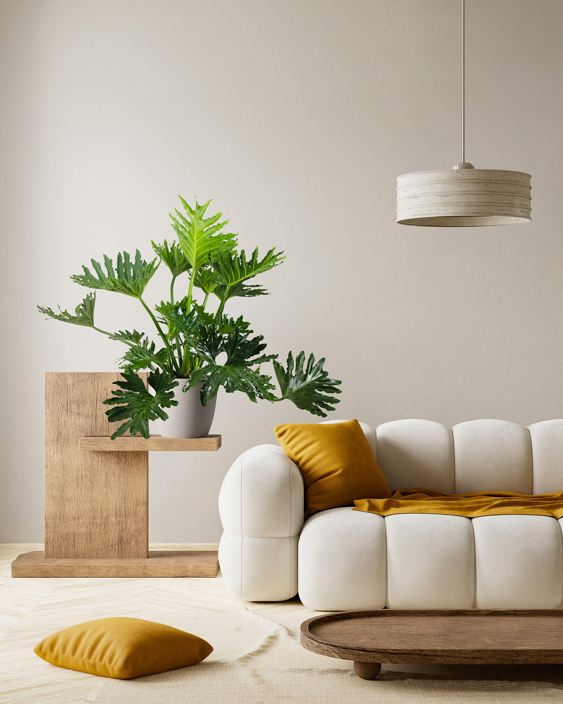 Philodendron Split Leaf Selloum, Live Plant, Indoor Air Purifier