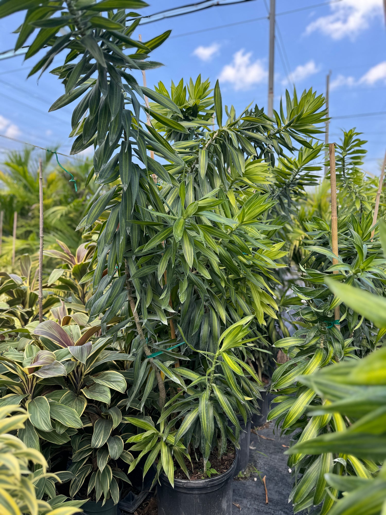 Dracaena Song of Jamaica, Dracaena Reflexa