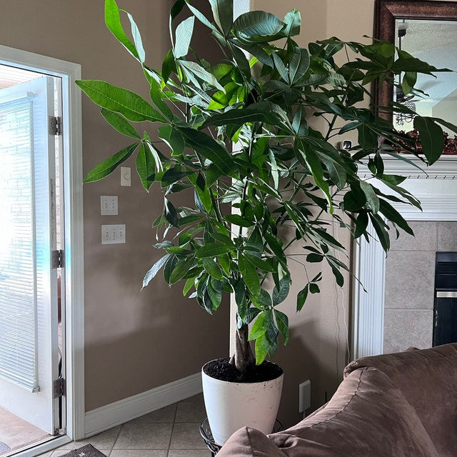 Money Tree Braided, Tree Form, Pachira Aquatica, Good Luck Tree