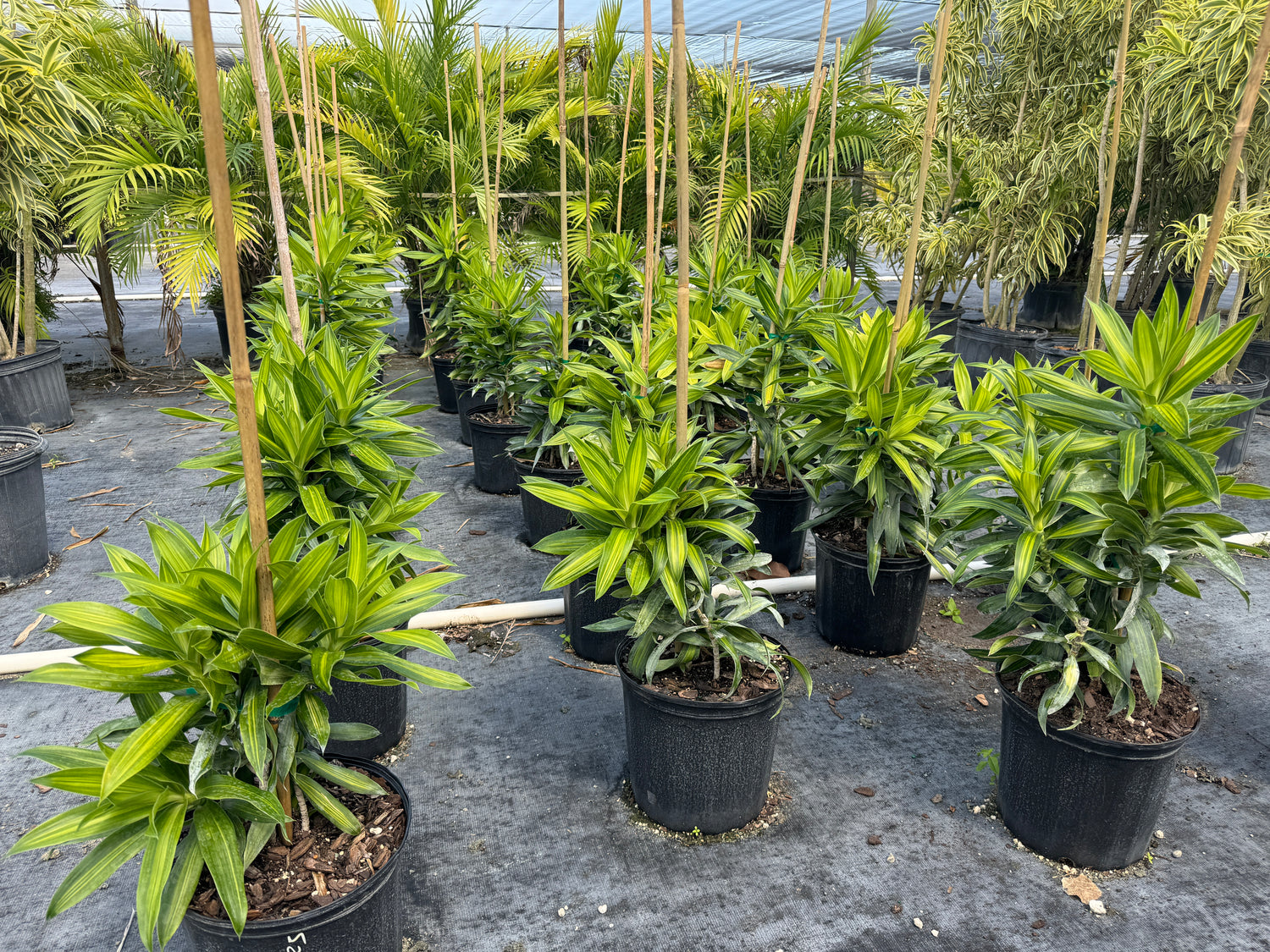 Dracaena Song of Jamaica, Dracaena Reflexa