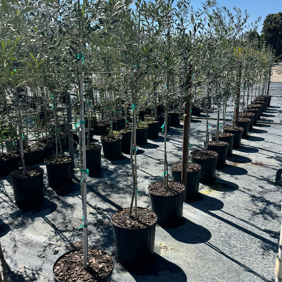 Large olive tree in row of potted trees on a concrete surface with a clear blue sky.