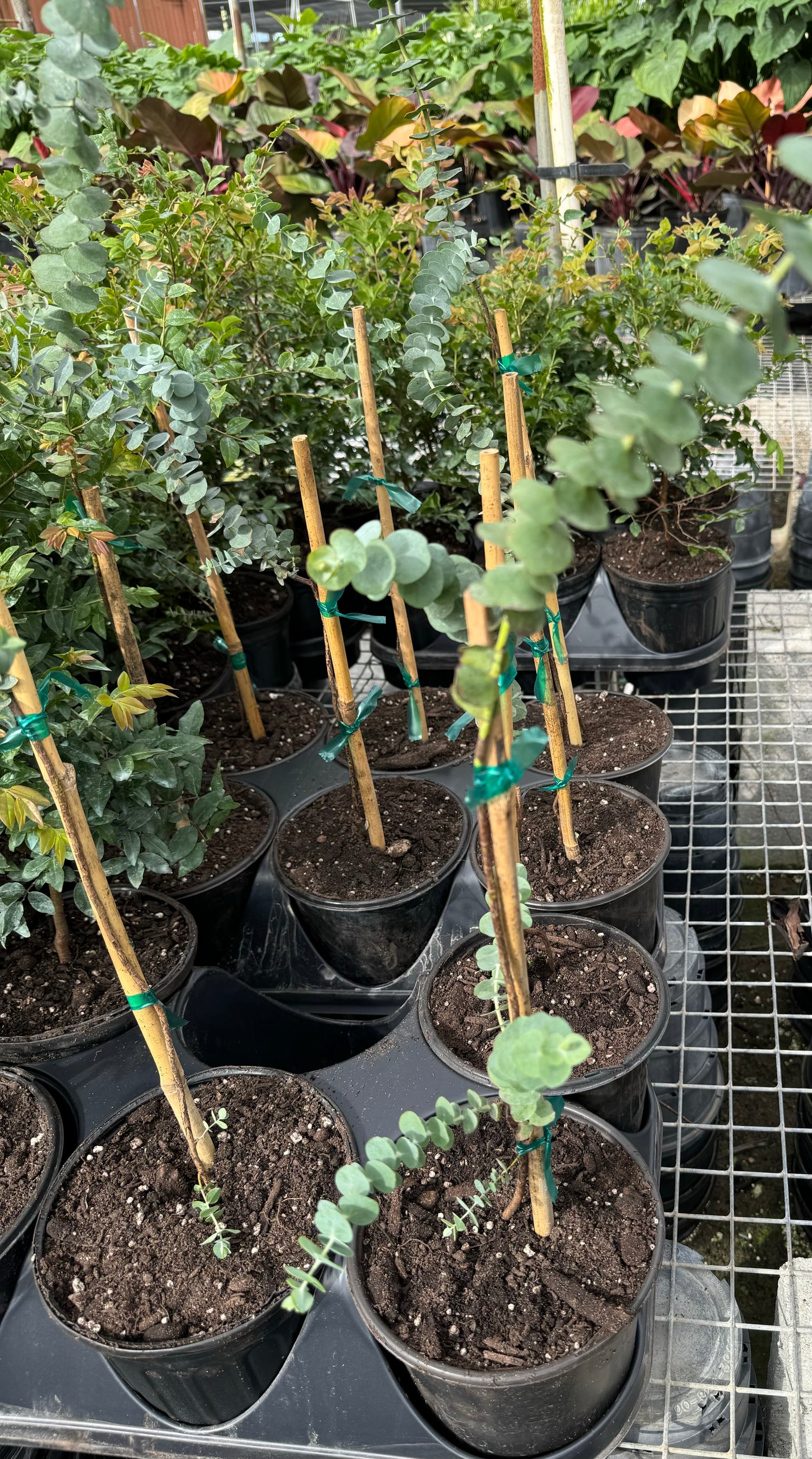 Silver Dollar Eucalyptus Tree