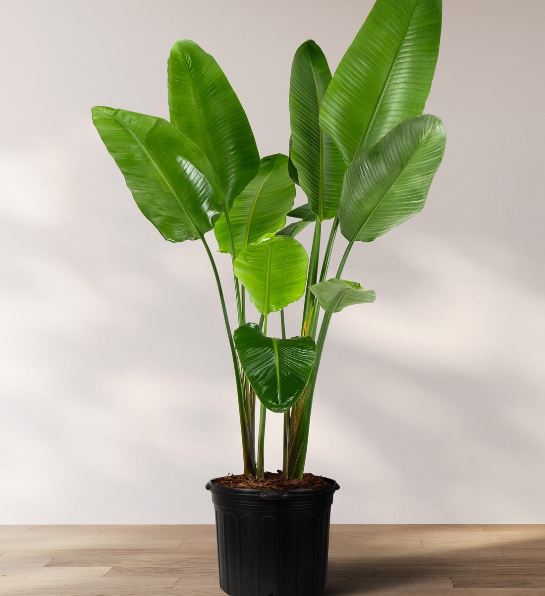 Bird of Paradise White, Strelitzia Nicolai in 5 gallon container with lush green arching leaves and upright stems, ideal for bright indoor spaces and tropical outdoor landscapes.