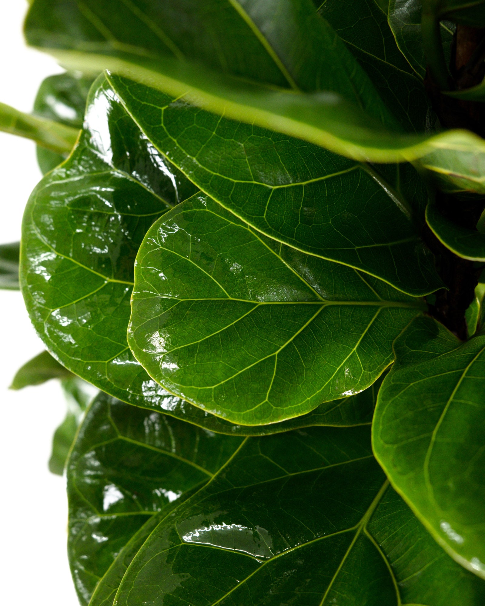 Ficus Bambino Tree Form Multi, Fiddle Leaf Fig Tree
