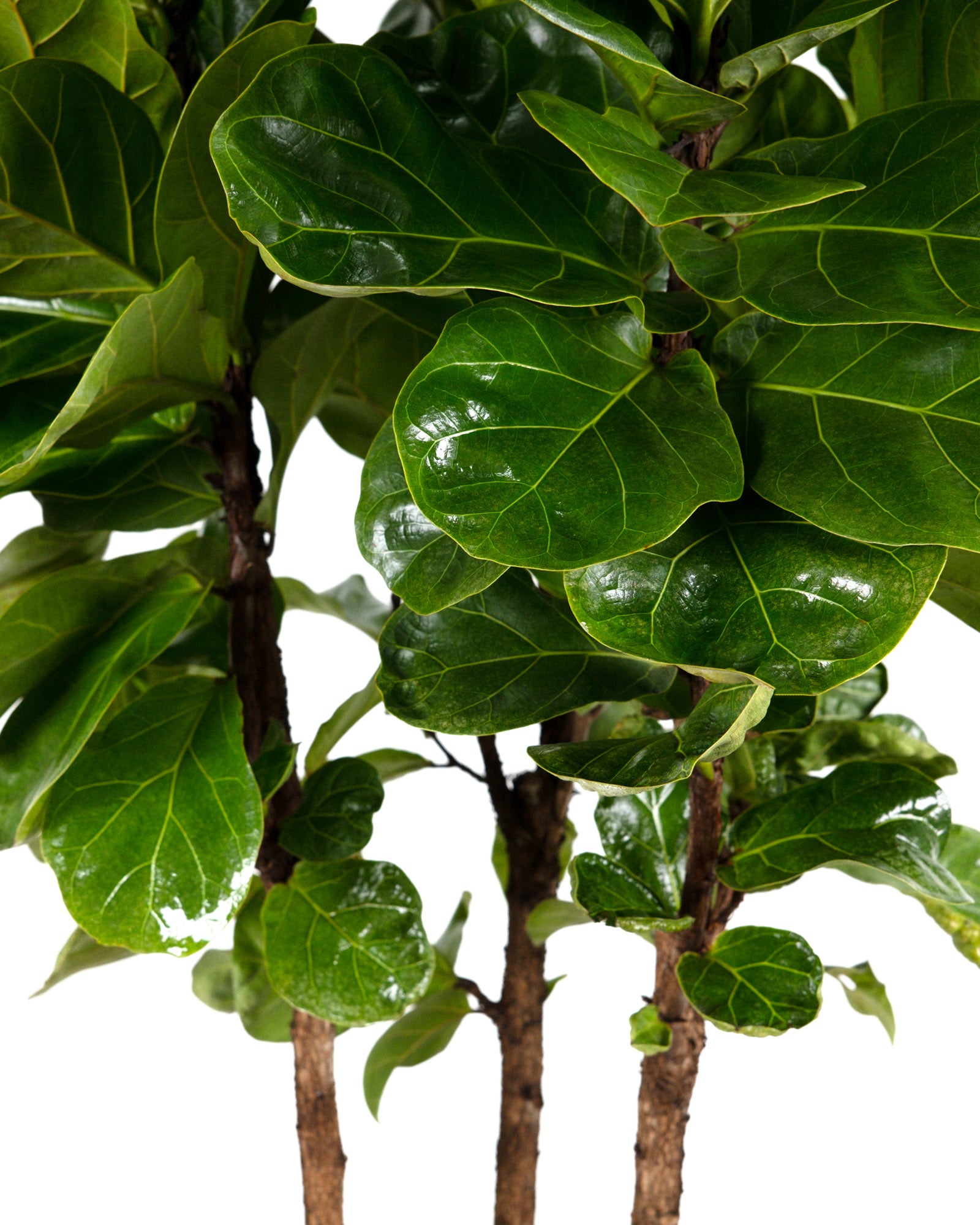Ficus Bambino Tree Form Multi, Fiddle Leaf Fig Tree