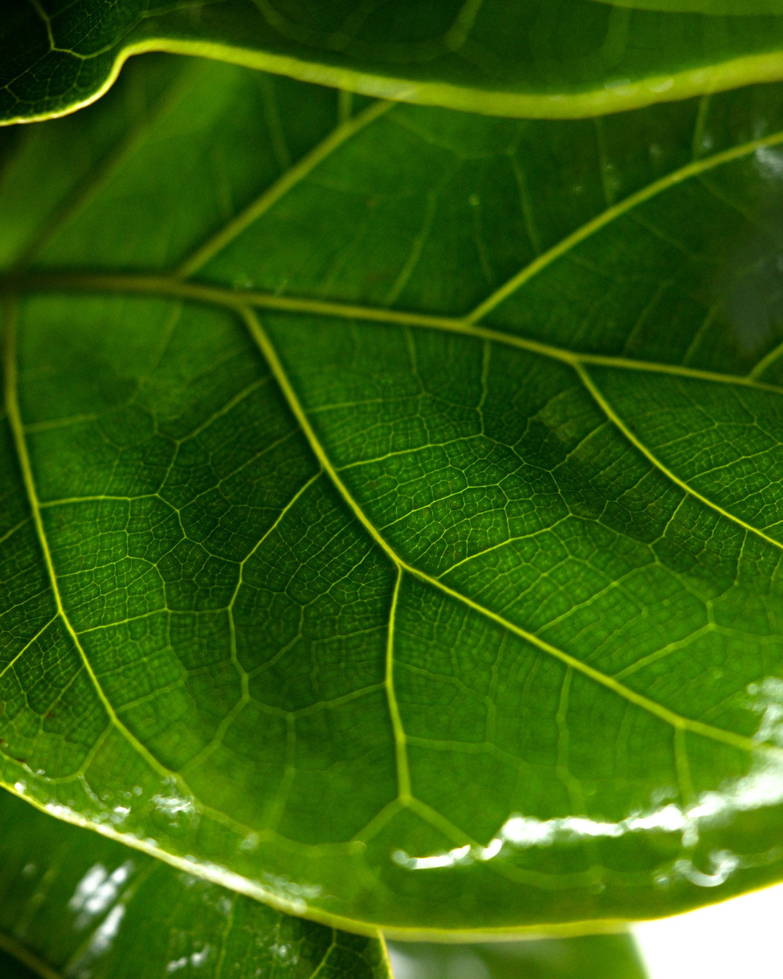 Ficus Bambino Tree Form Multi, Fiddle Leaf Fig Tree