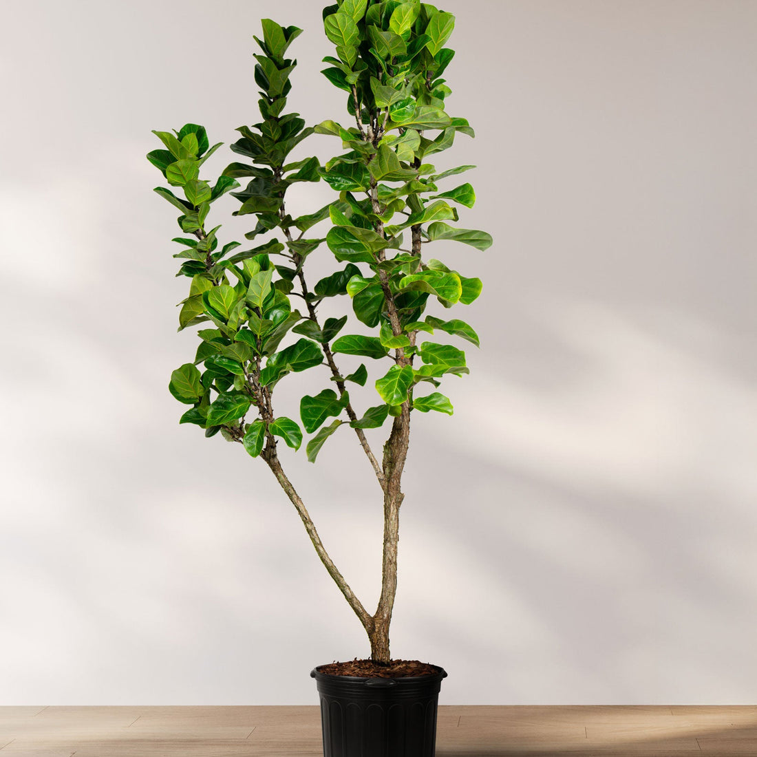 A potted Ficus lyrata &